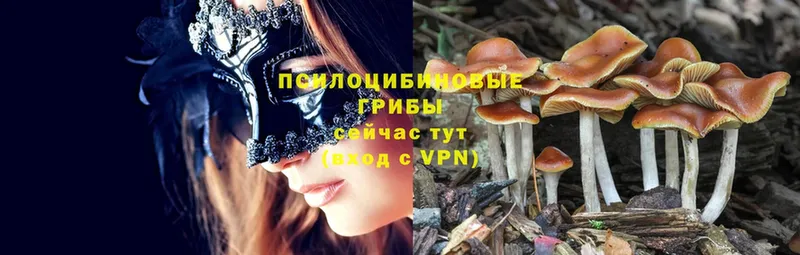 Псилоцибиновые грибы MAGIC MUSHROOMS  Адыгейск 